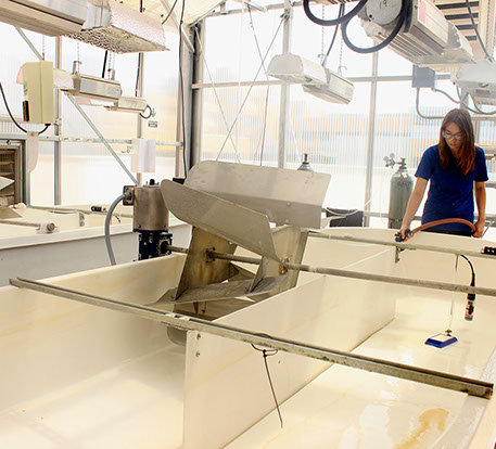 Preparing raceway ponds for algae inoculation in the greenhouse facility
