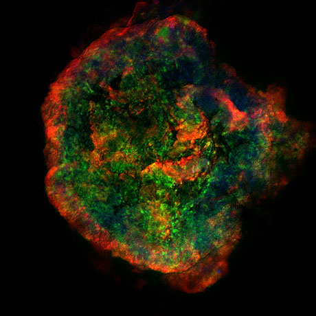 Microscopic image of a cell cluster with intense fluorescent staining in red, green, and yellow, highlighting various cellular components